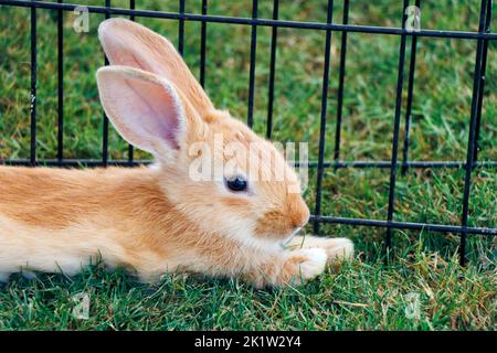 little rabbit or bunny sitting in a small basket as a pet animal Stock Photo