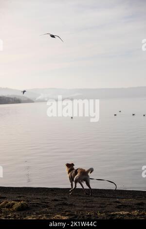 Dog Playing With Birds On A Waterfront Stock Photo Alamy Dog Playing With Birds On A Waterfront Stock Photo Alamy