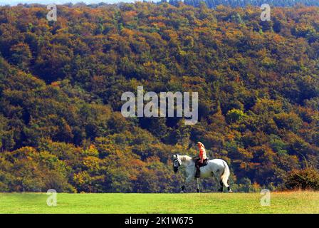 A horse rider rides along Butser Hill with the backdrop of  Queen Elizabeth Country Park near , Petersfield, where the trees are starting to get their Autumn colours. Pic Mike Walker, 2014 Mike Walker Pictures Stock Photo