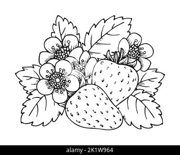 Strawberry blooming bush closeup hand drawn coloring book page. Two whole ripe berries with blossom flowers and leaves black and white sketch. Outline clip art for print greeting card poster patches Stock Vector