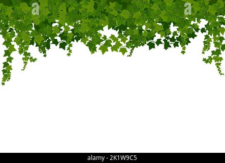 Ivy lianas frame, vector border with climbing vines, green leaves of ...