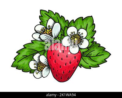 Strawberry sweet red single berry. Whole ripe wild forest berries with leaves and flowers. Tasty sweet fresh fruit. Juicy strawberries handdrawn colorful sketch for sticker poster print flyer emblem Stock Vector