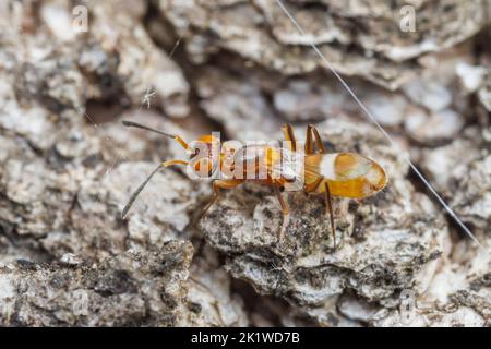A female Eupelmid Wasp (Anastatus semiflavidus), an egg parasitoid. Stock Photo