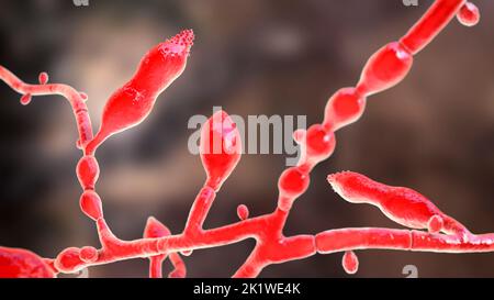 Microsporum audouinii fungus, illustration Stock Photo