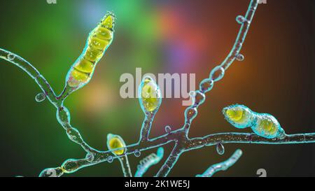 Microsporum audouinii fungus, illustration Stock Photo