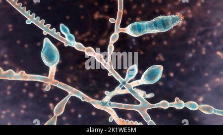 Microsporum audouinii fungus, illustration Stock Photo