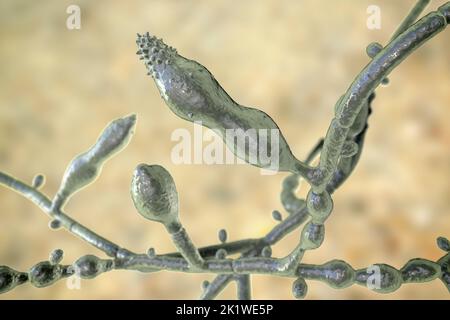 Microsporum audouinii fungus, illustration Stock Photo