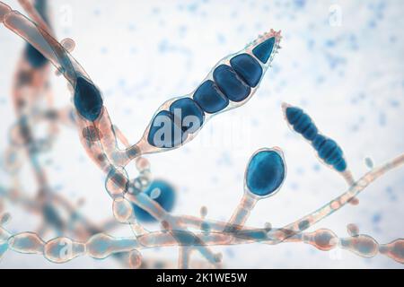 Microsporum audouinii fungus, illustration Stock Photo