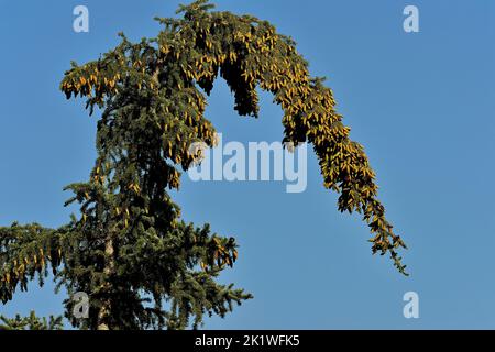 The top of a spruce tree bent over from the abundant of spruce cones Stock Photo