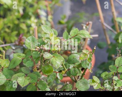 rose bush leaves on the plant with raindrops and dew outdoors Stock Photo