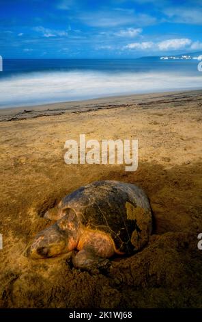 A Photo of turtle laying her eggs on the beach with the beach in the background and copyspace Stock Photo