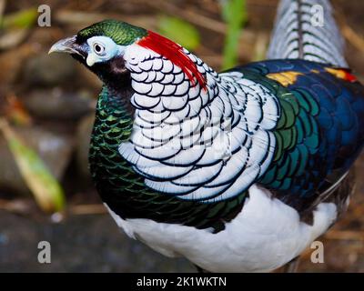 A closeup portrait of a male Lady Amherst's Pheasant in exquisite beauty. Stock Photo