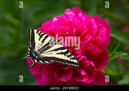 Western Tiger Swallowtail butterfly (Papilio rutulus) on a pink Peony flower (Paeonia). Stock Photo