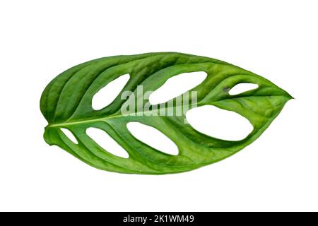 The green leaves of the variegata plant have a heart shape with a hole in the middle, isolated on a white background Stock Photo