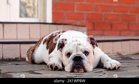 A young sad english bulldog lies in the yard in front of the house on the street and looks at the camera. Slow motion. Pet concept Stock Photo