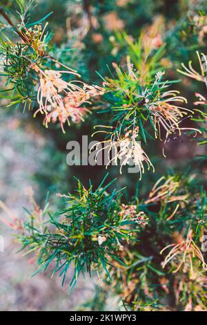 native Australian grevillea semperflorens plant outdoor in beautiful tropical backyard shot at shallow depth of field Stock Photo