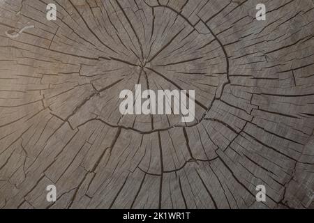 Closeup of surface structure of a wooden cross-section cut of rich timber. Stock Photo