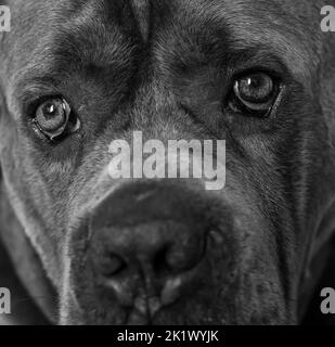 Tight portrait of a cane corso dog in black and white Stock Photo