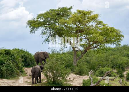 The African bush elephant and her baby walking in the greenery under the blue cloudy sky Stock Photo