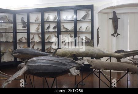 stuffed birds and stuffed fish in the natural history museum in the botanical gradens Funchal Madeira Stock Photo