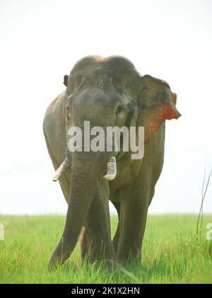 Asiatic Elephant, Tusker. Jim Corbett National Park, India. Stock Photo