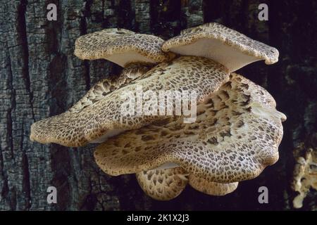 young specimens of pheasant's back mushroom grows  on a trunk of lime tree Stock Photo