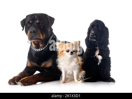 English Cocker Spaniel, chihuahua and rottweiler in front of white background Stock Photo