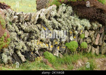 An old dry stone laid wall covered in lichen and mosses. Stock Photo