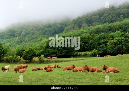 Misty mountain landscape with cows. Resting in the grass. Summer early morning. Nature of Europe. Vrsatec, Slovakia. Stock Photo