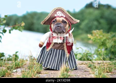 Funny French Bulldog dog  dressed up with pirate bride costume with hat, hook arm and dress standing at waterfront Stock Photo