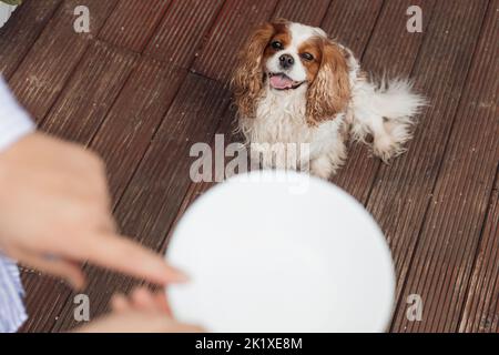 Close up of white pet plate with cropped human hands. Feeding and training of smart dog Cavalier King Charles spaniel  Stock Photo
