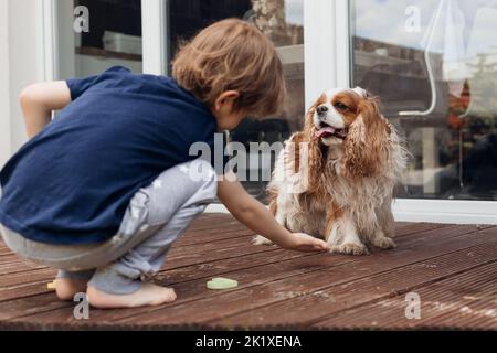 Rearview of little barefoot boy feeding, training smart dog Cavalier King Charles coker spaniel near house. Give a paw Stock Photo