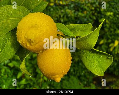 Ripe yellow lemons hanging on a tree branch after the rain Stock Photo