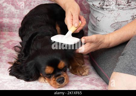 Unrecognizable female hands brushing, cutting tricolor fur of relaxed, joyful Cavalier Charles King puppy lying on sofaa Stock Photo