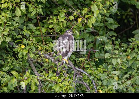 Female Eurasian Sparrowhawk (Accipiter nisus) in a plum tree in Suffolk in September 2022 Stock Photo