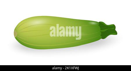 Zucchini isolated on white background. Fresh green squash, vegetable marrow. Harvest zucchini. Vector illustration. Stock Vector