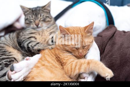 Two cats and a dog on the sofa. Dog and cats sleeping together. Stock Photo