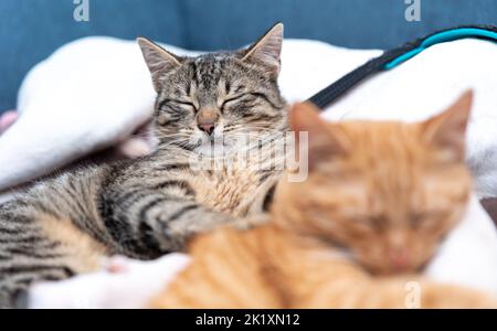 Two cats and a dog on the sofa. Dog and cats sleeping together. Stock Photo