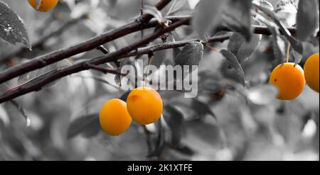 Juicy Ripening Cherry Plum fruits growing on a tree. Stock Photo