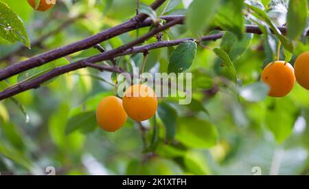 Juicy Ripening Cherry Plum fruits growing on a tree.