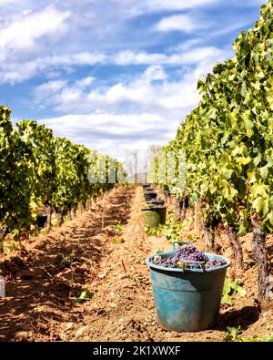 Cannonau grapes. Rows of the vineyard with baskets that contain the grapes during the harvest. Traditional agriculture. Sardinia. Stock Photo