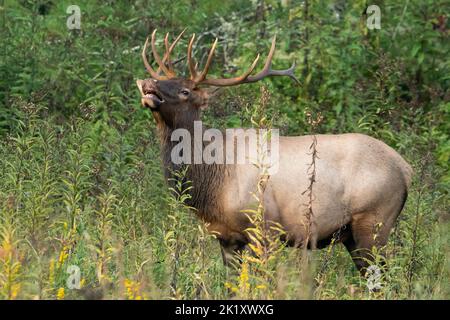 A young bull pulling in the cow's scent. Stock Photo