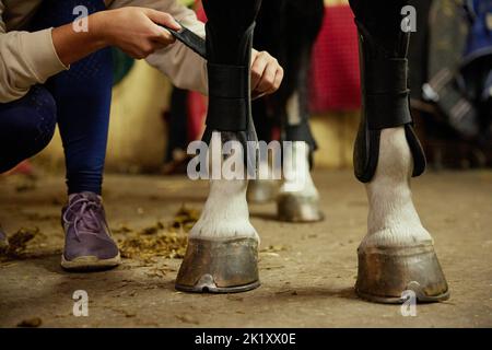 Female hands putting some polo leg wraps to black color horse. Training horse for dressage. Concept of animal, care, sport, health Stock Photo
