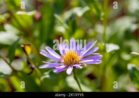 Aster Frikartii “Floras Delight” flower in early autumn, England, UK Stock Photo