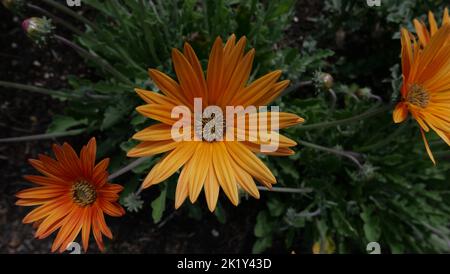Pretty orange daisy type flowers against soft green garden foliage Stock Photo