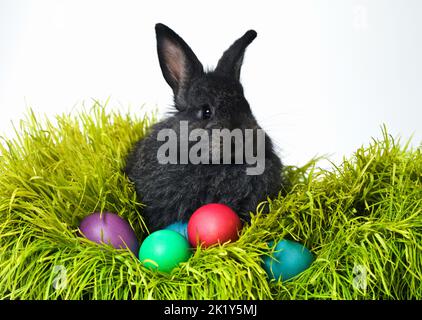 Were all family here. Studio shot of a cute rabbit on the grass with an assortment of brightly colored eggs. Stock Photo