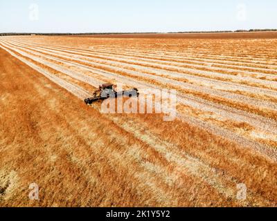 Aerial View Of Rural Landscape. Combine Harvester Working In Field, Collects Seeds. Harvesting Of Wheat In Late Summer. Agricultural Machine Collectin Stock Photo