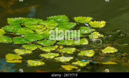 the eatable water chestnuts in the danube delta in romania Stock Photo