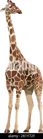 Realistic giraffe. Silhouette on the white background. Vector illustration. Stock Vector