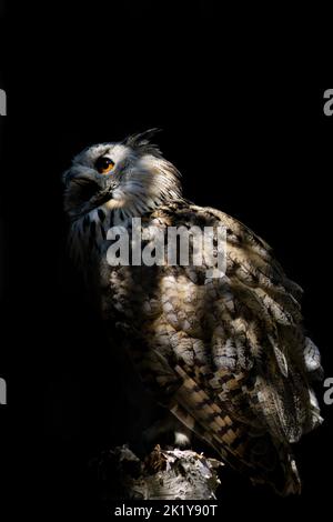 Sibirischer Uhu (B. bubo sibiricus) isolierter Hintergrund Stock Photo